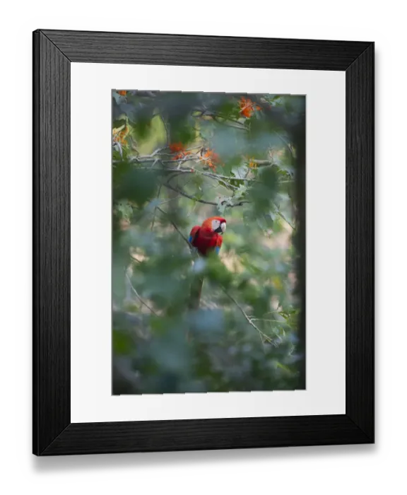 Framed Print : Red and Green Macaw Ara chloroptera Tambopata Amazon Rainforest Peru Framed Print : Red and Green Macaw Ara chloroptera Tambopata Amazon Rainforest Peru