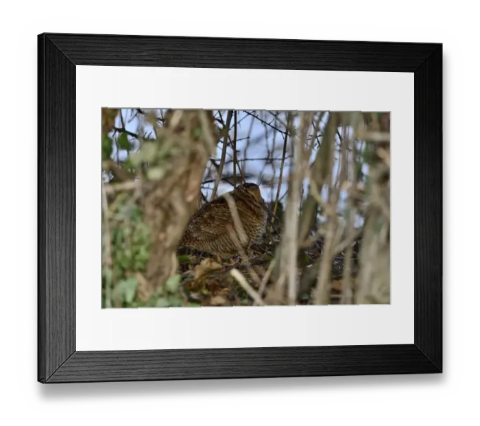 Framed Print : Eurasian Woodcock (Scolopax rusticola) Norfolk winter Framed Print : Eurasian Woodcock (Scolopax rusticola) Norfolk winter