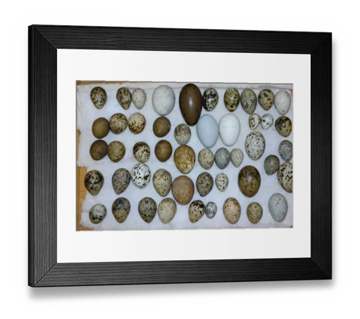 Framed Print : A selection of British Birds eggs from Victorian collection Framed Print : A selection of British Birds eggs from Victorian collection