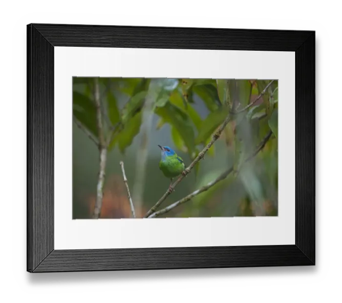 Framed Print : Blue Dacnis Dacnis cyanea female La Selva Costa Rica