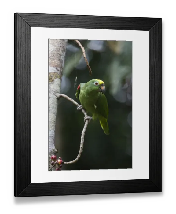 Framed Print : Yellow-crowned Parrot Amazona ochrocephala Iquitos Peru Framed Print : Yellow-crowned Parrot Amazona ochrocephala Iquitos Peru