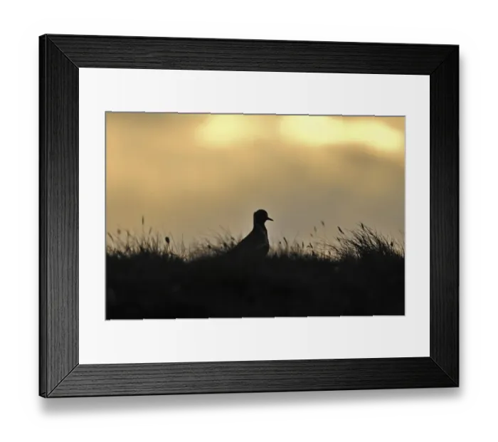 Framed Print : Golden Plover Pluvialus apricaria male on moorland Shetland June Framed Print : Golden Plover Pluvialus apricaria male on moorland Shetland June