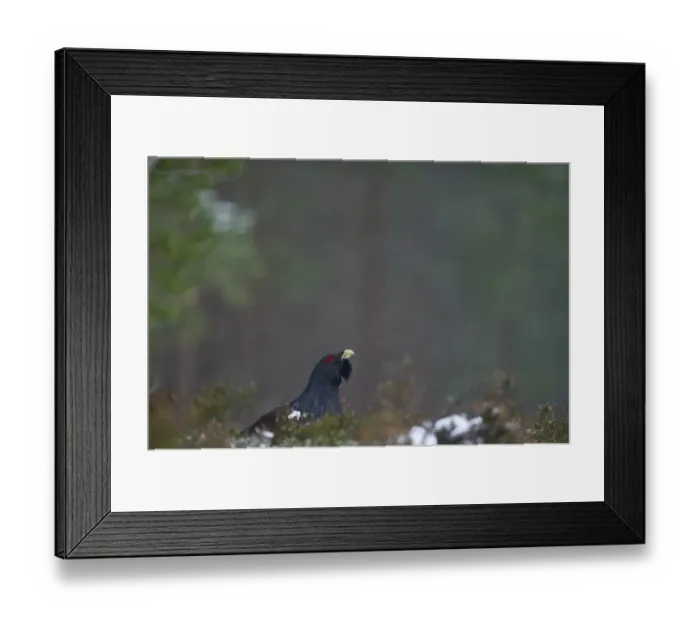 Framed Print : Capercailie Tetrao urogallus male in winter Highlands Scotland February Framed Print : Capercailie Tetrao urogallus male in winter Highlands Scotland February
