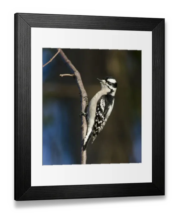 Framed Print : Downy Woodpecker Picoides pubescens female Florida Framed Print : Downy Woodpecker Picoides pubescens female Florida