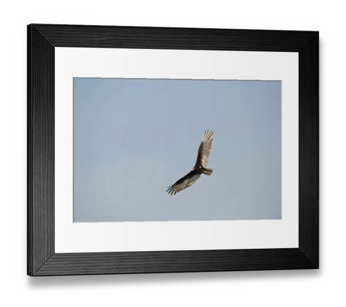 Framed Print : Turkey Vulture Cathartes aura Florida USA Framed Print : Turkey Vulture Cathartes aura Florida USA
