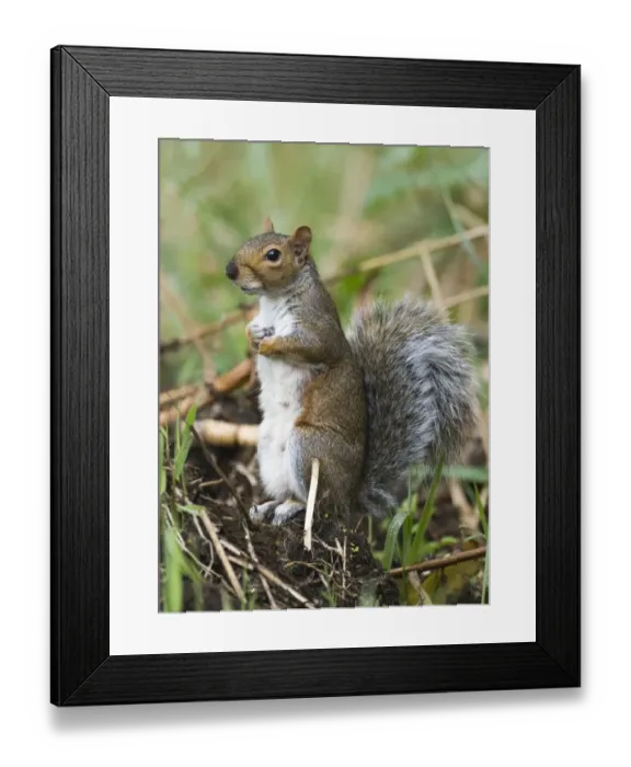 Framed Print : 005713 Framed Print : 005713