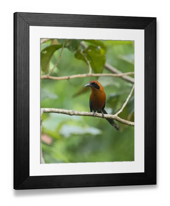 Framed Print : Broad-billed Motmot Electron platyrhynchum Tambopata Peru Framed Print : Broad-billed Motmot Electron platyrhynchum Tambopata Peru