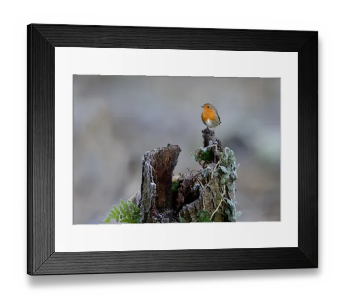 Framed Print : Robin Erithacus rubecula Norfolk November Framed Print : Robin Erithacus rubecula Norfolk November