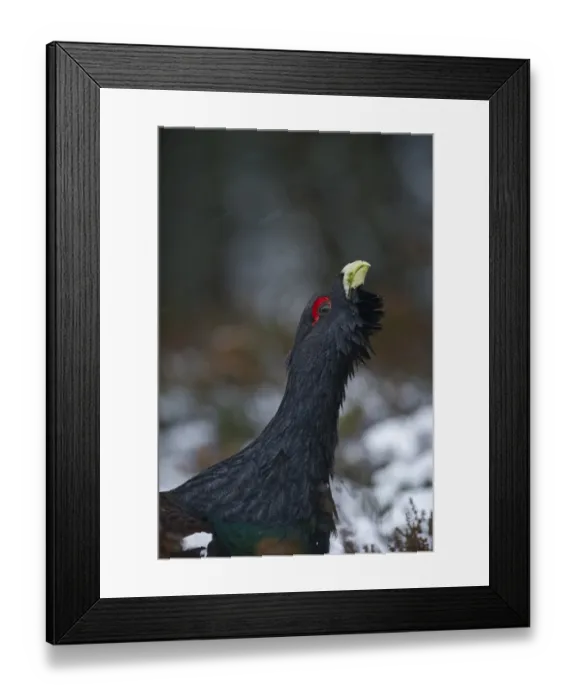 Framed Print : Capercailie Tetrao urogallus rogue male displaying Highlands Scotland February Framed Print : Capercailie Tetrao urogallus rogue male displaying Highlands Scotland February