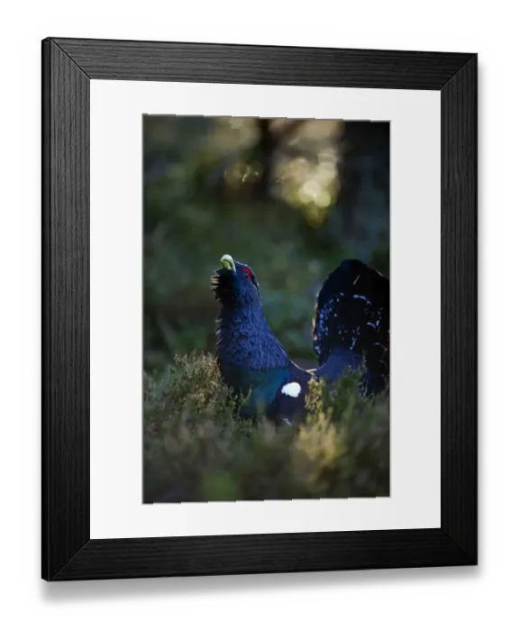 Framed Print : Capercailie Tetrao urogallus rogue male displaying Highlands Scotland February Framed Print : Capercailie Tetrao urogallus rogue male displaying Highlands Scotland February