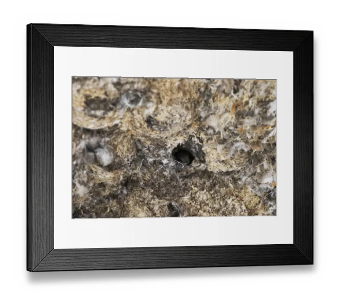Framed Print : Little Swift Apus affinis nests under building arch Masai Mara Kenya Framed Print : Little Swift Apus affinis nests under building arch Masai Mara Kenya