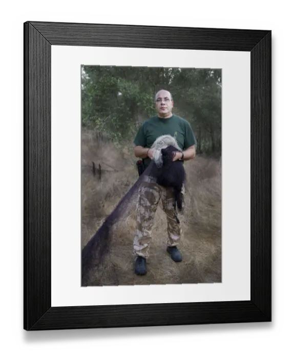 Framed Print : police Officer Christakis dismantles illegally erected mist nets in olive grove in Framed Print : police Officer Christakis dismantles illegally erected mist nets in olive grove in