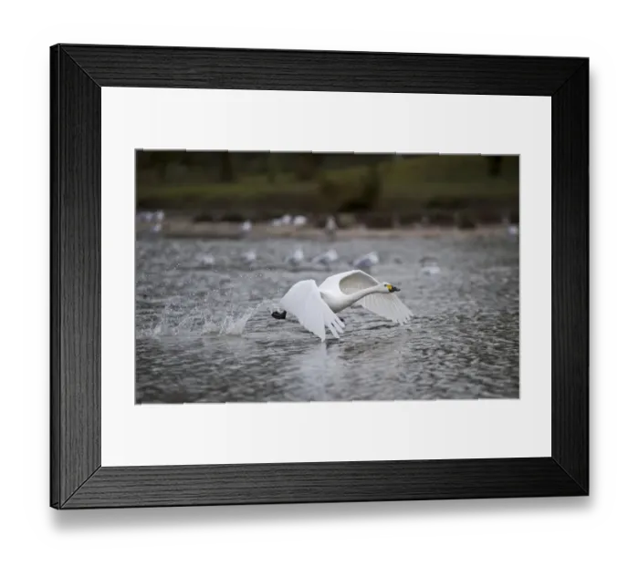 Framed Print : Bewicks Swan Cygnus columbianus Slimbridge Glos winter Framed Print : Bewicks Swan Cygnus columbianus Slimbridge Glos winter