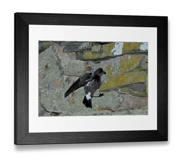 Framed Print : European Storm Petrel Hydrobates pelagicus on wall of Mousa Broch on Mousa Shetland Framed Print : European Storm Petrel Hydrobates pelagicus on wall of Mousa Broch on Mousa Shetland