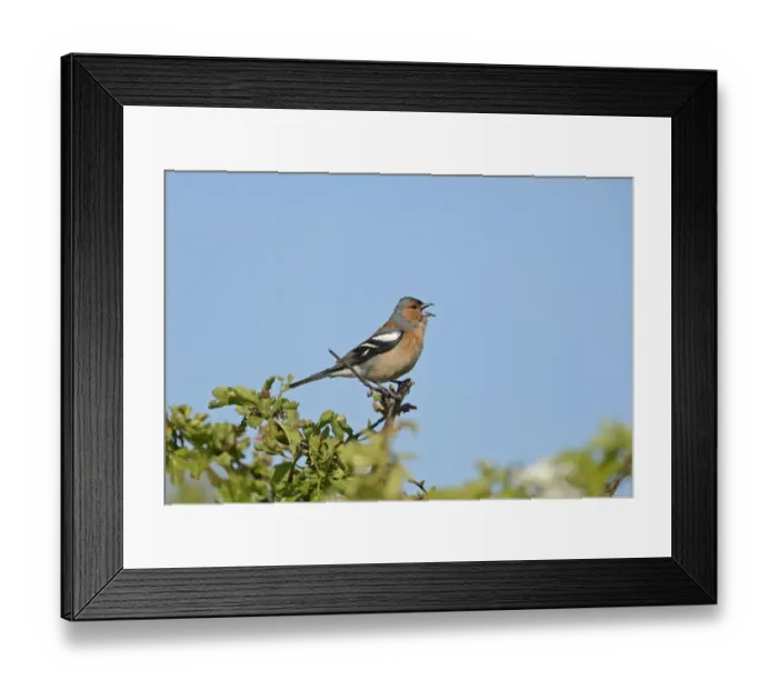 Framed Print : Chaffinch Fringila coelebs in song on hawthorn hedge Norfolk May Framed Print : Chaffinch Fringila coelebs in song on hawthorn hedge Norfolk May