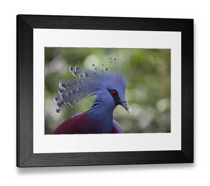 Framed Print : Victoria Crowned Pigeon, Goura victoria New Guinea Framed Print : Victoria Crowned Pigeon, Goura victoria New Guinea