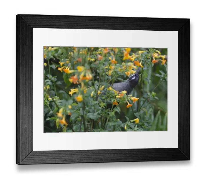 Framed Print : Belfords Honeyeater Melidictes belfordi Kumul Lodge Western Highlands Papua New Guinea Framed Print : Belfords Honeyeater Melidictes belfordi Kumul Lodge Western Highlands Papua New Guinea