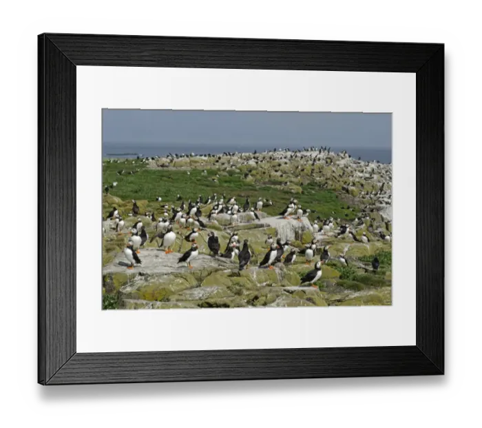 Framed Print : Puffins Fratercula arctica on Inner Farne Northumberland July Framed Print : Puffins Fratercula arctica on Inner Farne Northumberland July