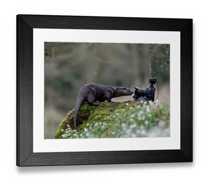 Framed Print : wild river Otter Lutra lutra inspecting camera River Thet Norfolk Framed Print : wild river Otter Lutra lutra inspecting camera River Thet Norfolk