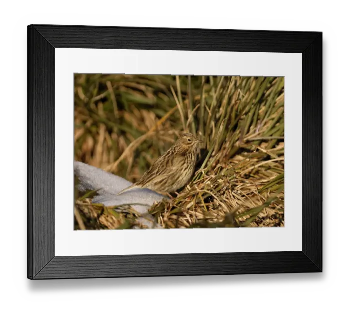 Framed Print : South Georgia Pipit (Anthus antarcticus) Albatross Island in Bay of Isles South Georgia