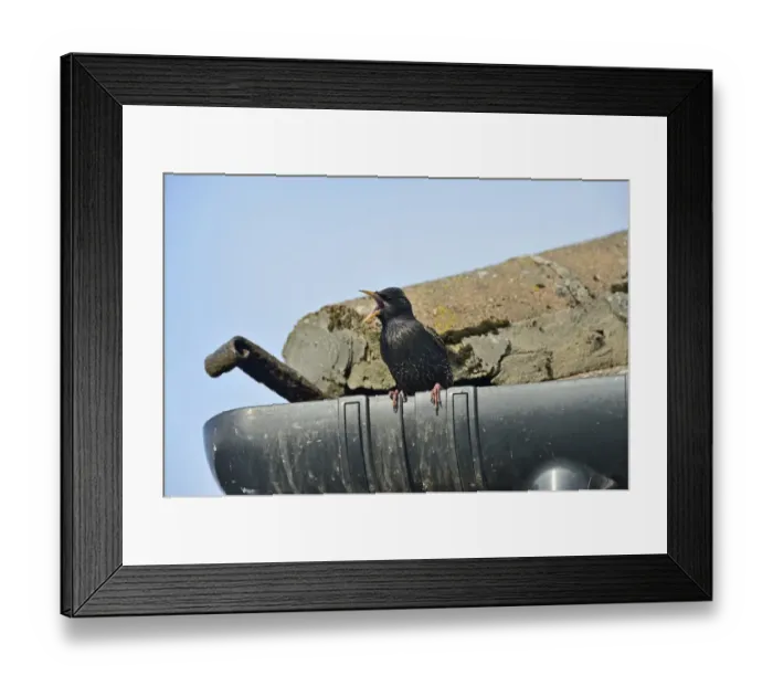 Framed Print : Starling Sturnus vulgarus singing from gutter of house Norfolk June