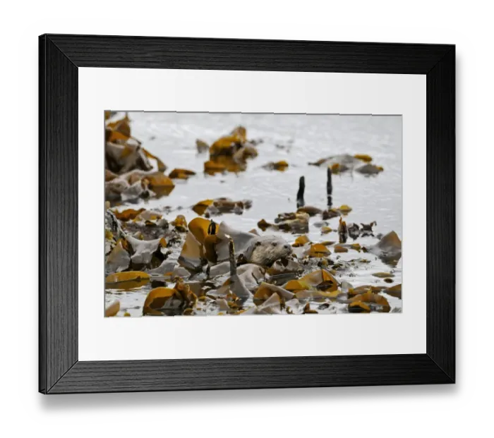 Framed Print : Otter Lutra lutra hiding in kelp Shetland Framed Print : Otter Lutra lutra hiding in kelp Shetland