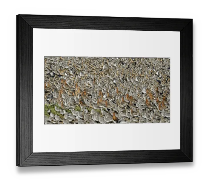 Framed Print : Knot Calidris canutus and Black-tailed Godwits Limosa limosa at high tide roost on Framed Print : Knot Calidris canutus and Black-tailed Godwits Limosa limosa at high tide roost on