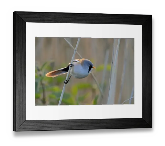 Framed Print : Bearded Tit Panurus biarmicus male Cley Norfolk May Framed Print : Bearded Tit Panurus biarmicus male Cley Norfolk May