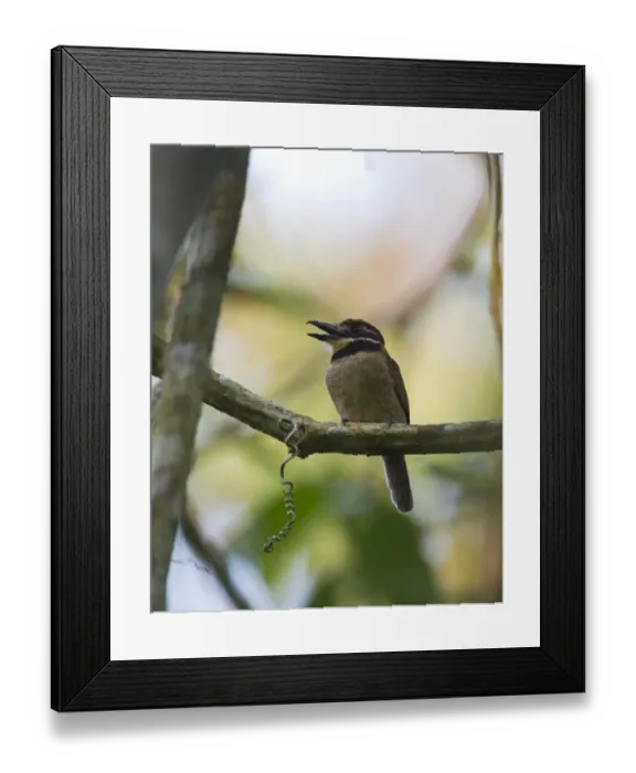 Framed Print : Chestnut-capped Puffbird Bucco macrodactylus macrodactylus Tambopata Peru Framed Print : Chestnut-capped Puffbird Bucco macrodactylus macrodactylus Tambopata Peru