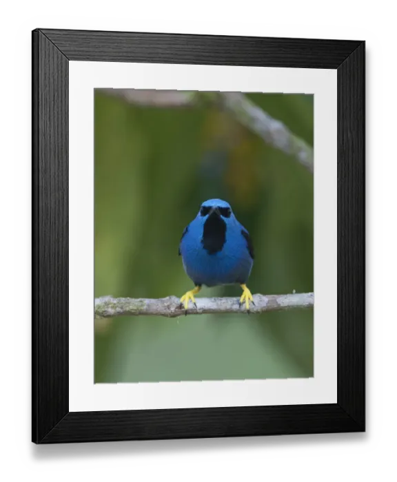 Framed Print : Shining Honeycreeper Cyanerpes lucidus La Selva Costa Rica Framed Print : Shining Honeycreeper Cyanerpes lucidus La Selva Costa Rica