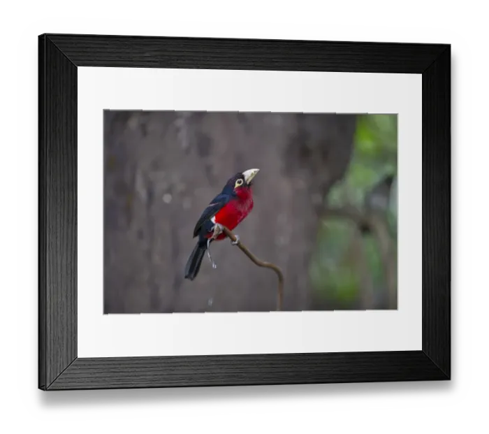 Framed Print : Double-toothed Barbet Lybius bidentatus Masai Mara Kenya Framed Print : Double-toothed Barbet Lybius bidentatus Masai Mara Kenya