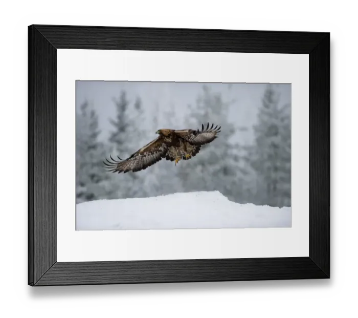 Framed Print : Golden Eagle Aquila chrysaetos Finland winter