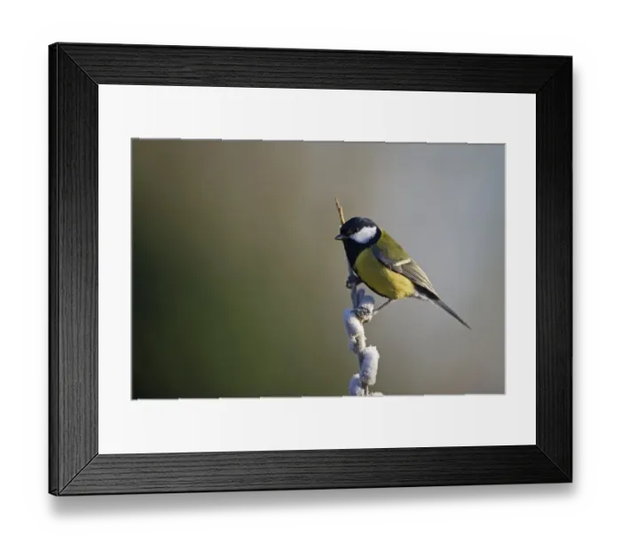 Framed Print : Great Tit Parus major on frost covered sallow Norfolk spring Framed Print : Great Tit Parus major on frost covered sallow Norfolk spring