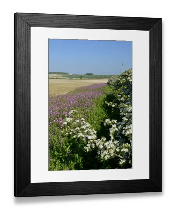 Framed Print : Wild flower margin planted with Red Campion along edge of arable field Norfolk May Framed Print : Wild flower margin planted with Red Campion along edge of arable field Norfolk May