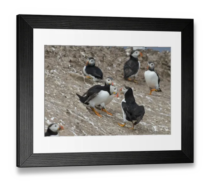 Framed Print : Puffin fight sequence Staple Island Farnes Northumberland Framed Print : Puffin fight sequence Staple Island Farnes Northumberland