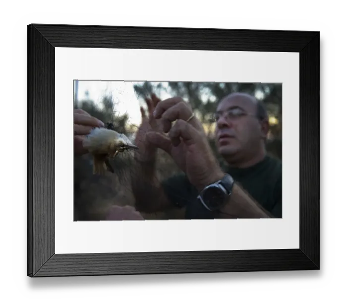 Framed Print : Christakis an officer from the British Sovereign Base Police at Dekeleia Cyprus extracting Framed Print : Christakis an officer from the British Sovereign Base Police at Dekeleia Cyprus extracting