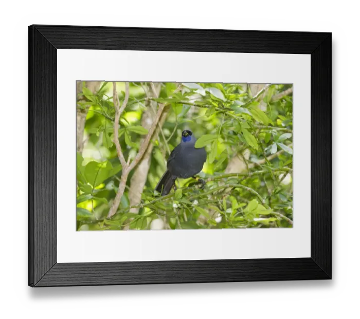 Framed Print : Kokako Callaeus cinereus Tiri Titiro Matangi Island New Zealand Framed Print : Kokako Callaeus cinereus Tiri Titiro Matangi Island New Zealand