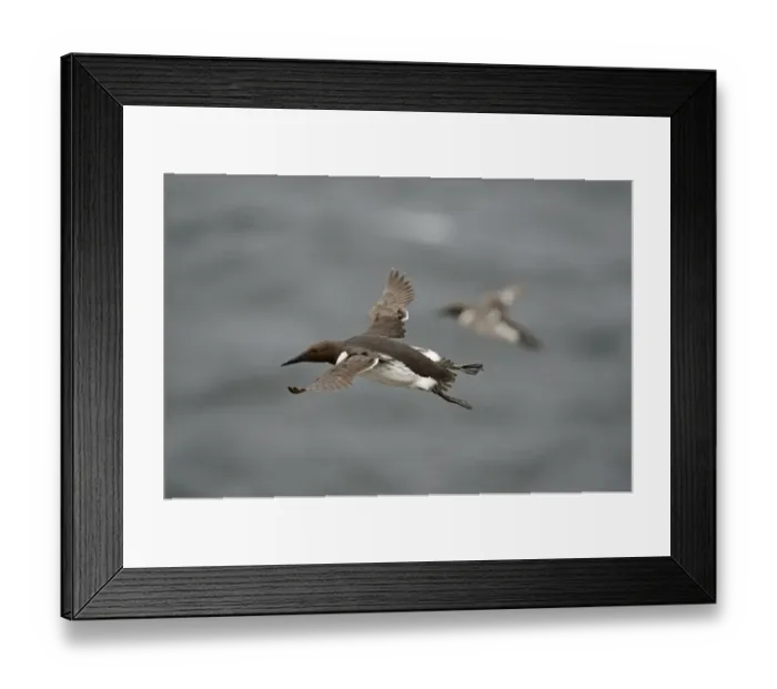 Framed Print : Common Guillemot or Common Murre, Uria aalge Fowlsheugh RSPB Reserve Scotland July Framed Print : Common Guillemot or Common Murre, Uria aalge Fowlsheugh RSPB Reserve Scotland July