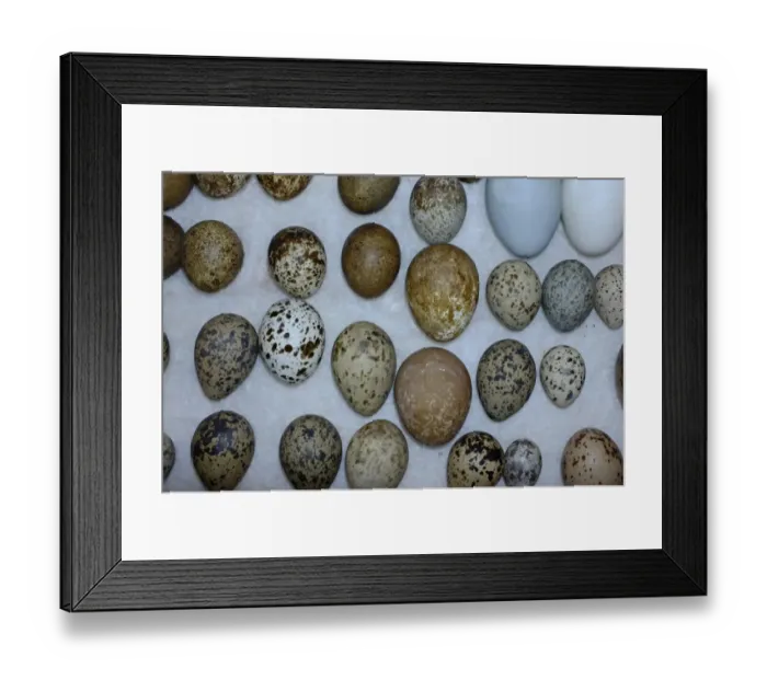 Framed Print : A selection of British Birds eggs from Victorian collection Framed Print : A selection of British Birds eggs from Victorian collection