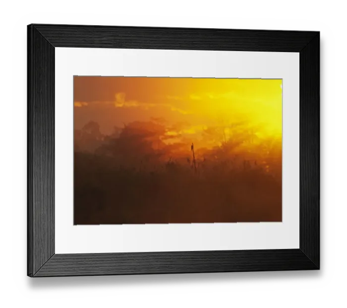 Framed Print : Florida Everglades at dawn Framed Print : Florida Everglades at dawn