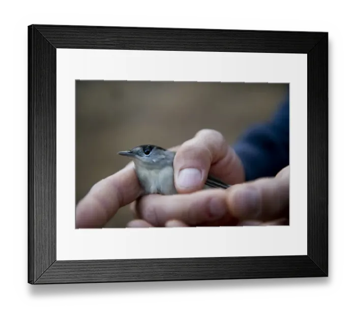 Framed Print : Akis an officer from the British Sovereign Base Area Police anti trapping unit Framed Print : Akis an officer from the British Sovereign Base Area Police anti trapping unit