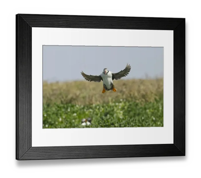 Framed Print : Puffin Fratercula arctica with beak full of sand eels Inner Farne Farne Islands Northumberland Framed Print : Puffin Fratercula arctica with beak full of sand eels Inner Farne Farne Islands Northumberland