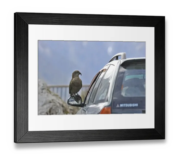 Framed Print : Kea Nestor notabilis Arthurs Pass South Island New Zealand. Vandalising car Framed Print : Kea Nestor notabilis Arthurs Pass South Island New Zealand. Vandalising car