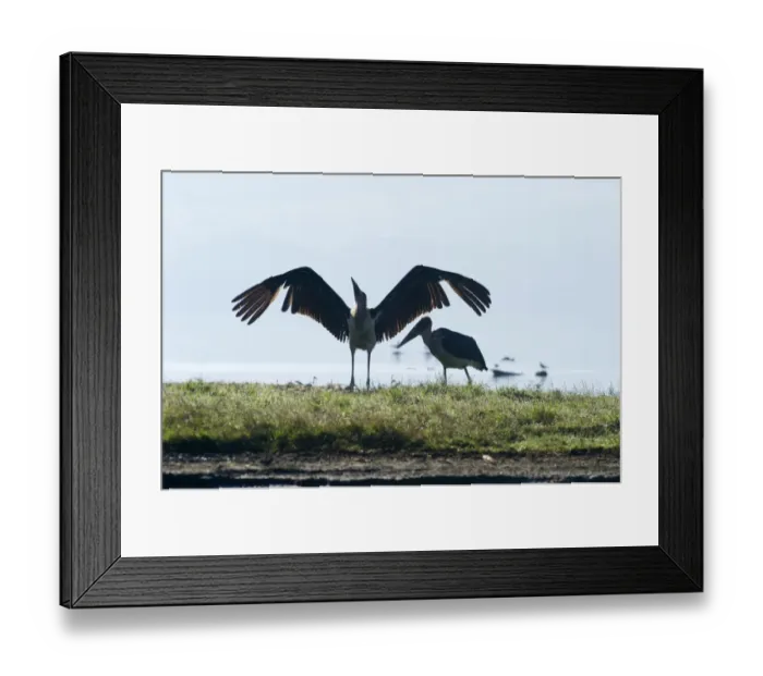 Framed Print : stork marabou stork lake nakuru kenya marabou Framed Print : stork marabou stork lake nakuru kenya marabou