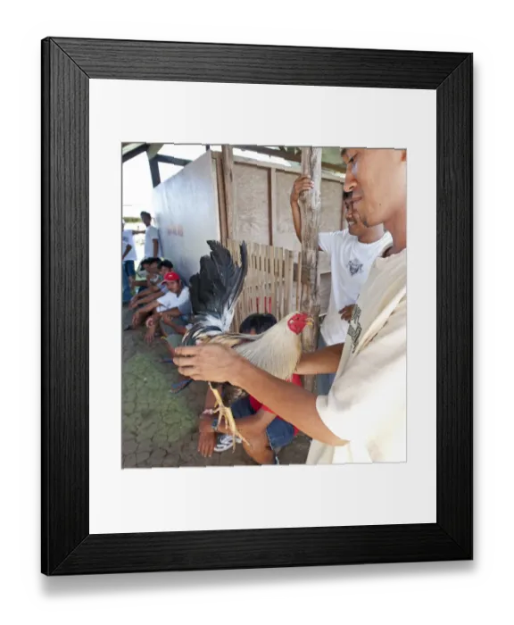 Framed Print : Matching cockerels before a cock fight Palawan Philippines Framed Print : Matching cockerels before a cock fight Palawan Philippines