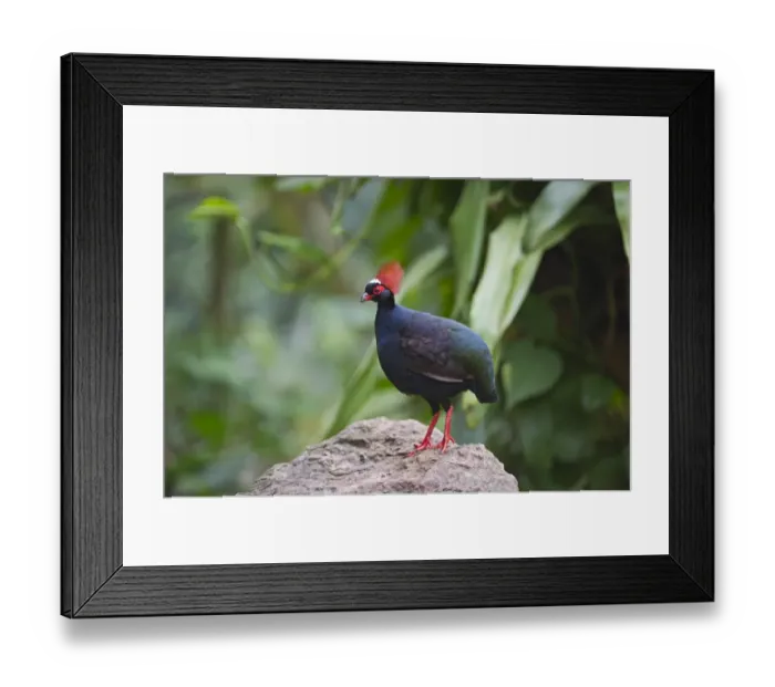 Framed Print : Crested Wood-Partridge Rollulus rouloul male captive Framed Print : Crested Wood-Partridge Rollulus rouloul male captive