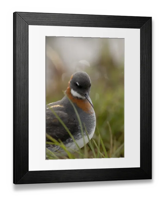 Framed Print : Red-necked Phalarope Phalaropus lobatus female on Loch Funzie Fetlar Shetland June Framed Print : Red-necked Phalarope Phalaropus lobatus female on Loch Funzie Fetlar Shetland June