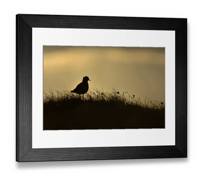 Framed Print : Golden Plover Pluvialus apricaria male on moorland Shetland June Framed Print : Golden Plover Pluvialus apricaria male on moorland Shetland June