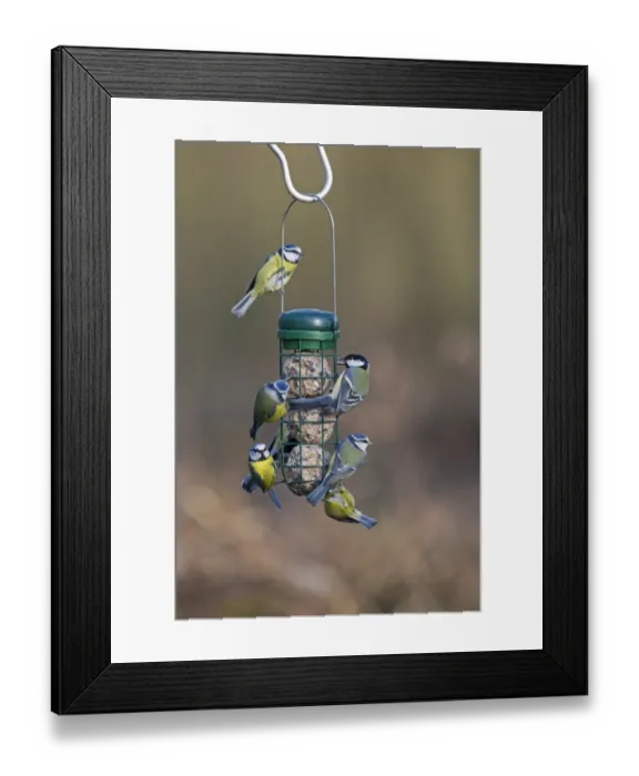 Framed Print : Blue and Great Tits on fat ball feeder in garden Norfolk winter