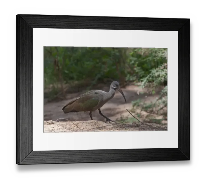 Framed Print : Hadada Ibis Bostrychia hagedash Samburu Kenya Framed Print : Hadada Ibis Bostrychia hagedash Samburu Kenya